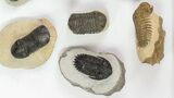 Lot: Assorted Devonian Trilobites - Pieces #76915-4